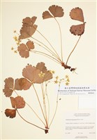 藏品(無實野莓)的圖片